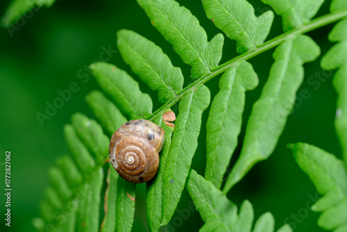 A close-up view of a brown snail climbing up a geometric pattern of shrub leaves