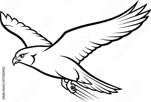 Falcon bird flight flying wings animal wildlife nature predator freedom soaring talon