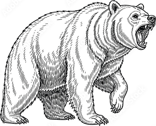 Bear animal mammal wildlife predator carnivore nature wild danger grizzly zoo