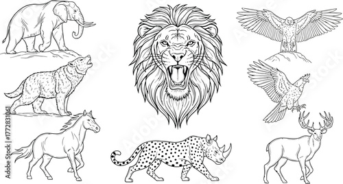Animals wildlife nature mammal predator carnivore herbivore drawing illustration art