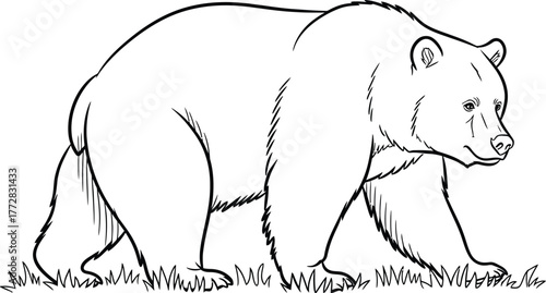 Bear grizzly wildlife animal mammal nature predator forest wild wilderness zoo art