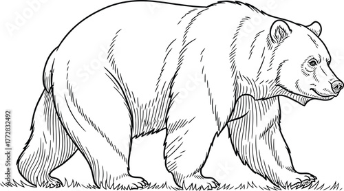 Bear mammal wildlife animal nature predator forest wild grizzly carnivore zoo