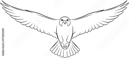 Bird falcon hawk eagle wingspan flight soaring predator wildlife nature outline art