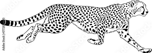 Cheetah running feline predator speed wildlife animal mammal hunter fast spots wild nature african safari carnivore