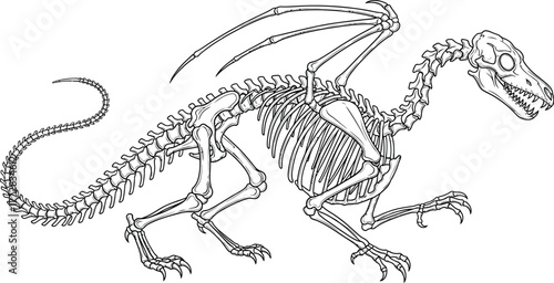 Dragon skeleton bones fantasy mythical creature drawing anatomy extinct art