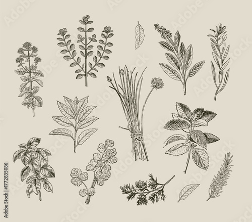 Vintage botanical herbs illustration set hand-drawn culinary plants and garden herbs collection