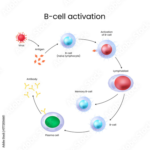 B-cell Activation Process in Immune Response