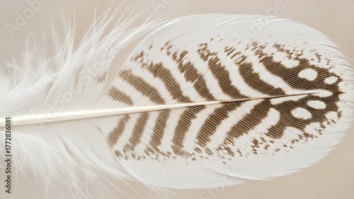 Close up of a beautiful feather with brown and white stripes.