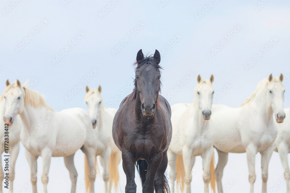 Obraz premium a black horse among a group of white horses
