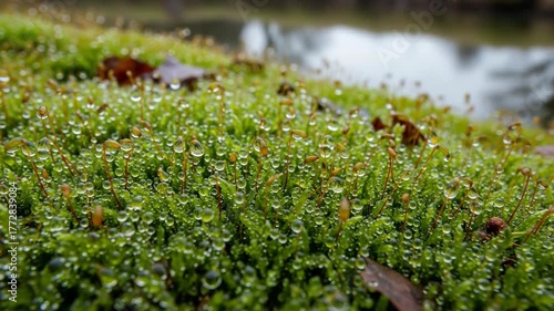 Close-up of vibrant green moss with water droplets.