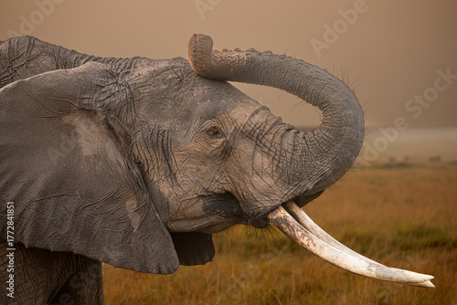 Call of the Savannah