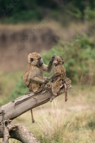 Affection in the Wild