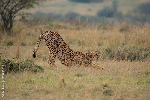 The Stretch before the hunt