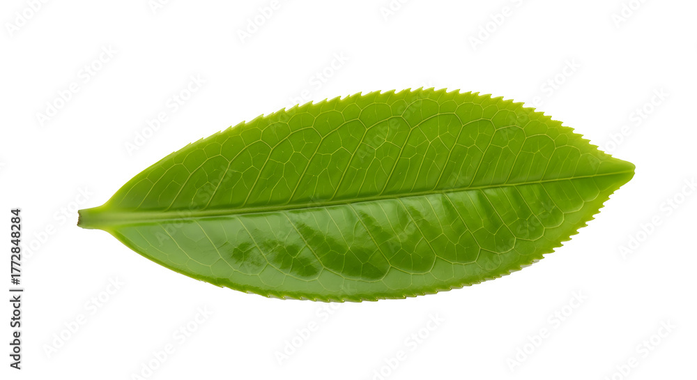 Fototapeta premium Fresh green tea leaf isolated on transparent background , ai generated image