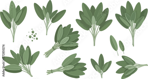 Collection of fresh sage herb leaves and bunches vector illustration isolated on white background
