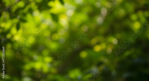 Abstract Bokeh Green Leaves Blurred Background Summer Nature Forest Sunlight Light Fresh Ecology Spring Natural Environment Outdoors Defocused Relaxing Gentle Backdrop Texture