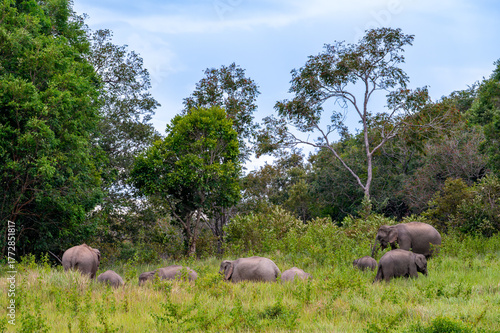 Wild Elephant Herd in the Grassland