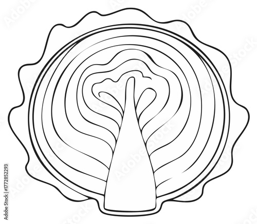 Cross-section of a fresh cabbage in black and white, an intricate line art drawing.