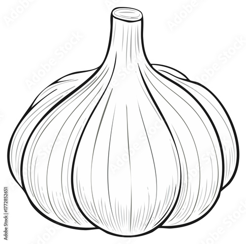 Whole garlic bulb food ingredient kitchen spice essential flavor outline illustration