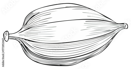 Illustration of a Muscle Fiber or Cell, Anatomy or Biology Concept.