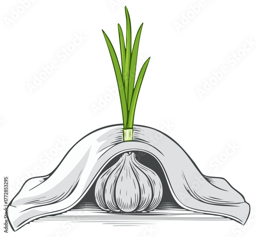 Garlic bulb with green sprout emerging from a draped white cloth stylized illustration
