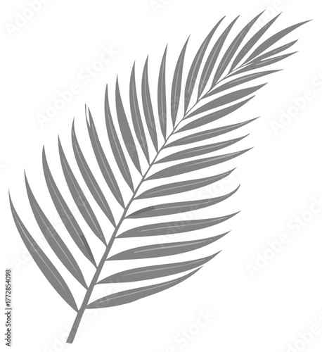 Isolated Gray Palm Frond Design Element Tropical Foliage Single Palm Leaf Silhouette