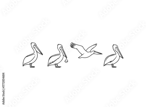 Pelican Bird Outline Vector Illustration Set