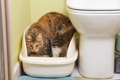 Canvas Print Domestic cat actively scratches and digs in litter box after elimination in apar