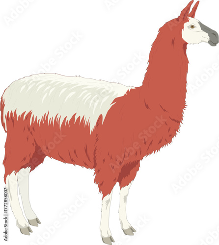 A detailed vector illustration of lama focus, perfect for wildlife art, educational designs, mascot branding, or creative decoration in digital projects.
