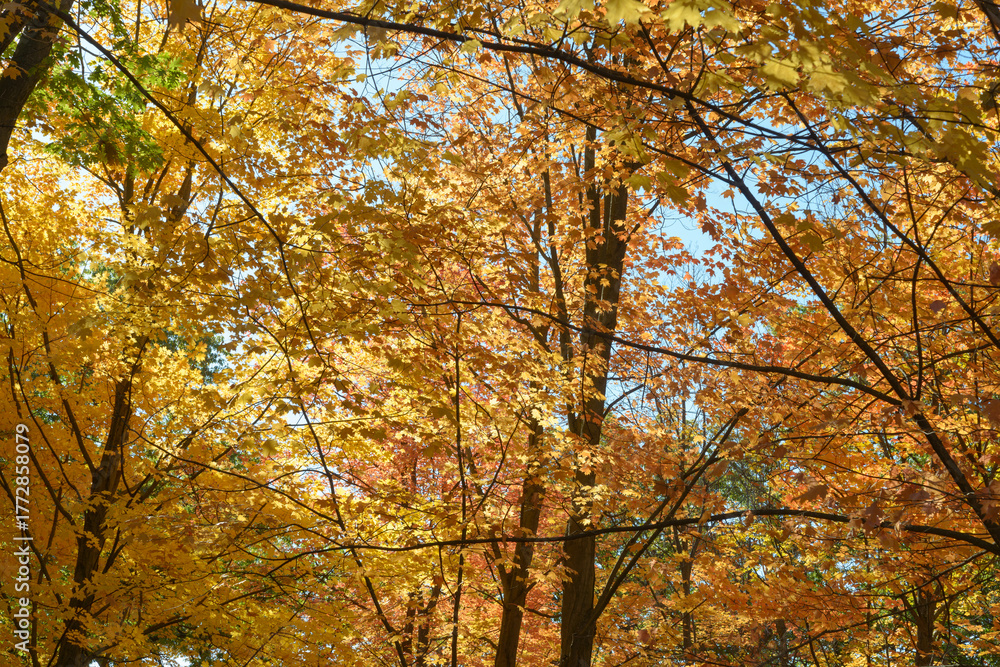 Fototapeta premium autumn in the park