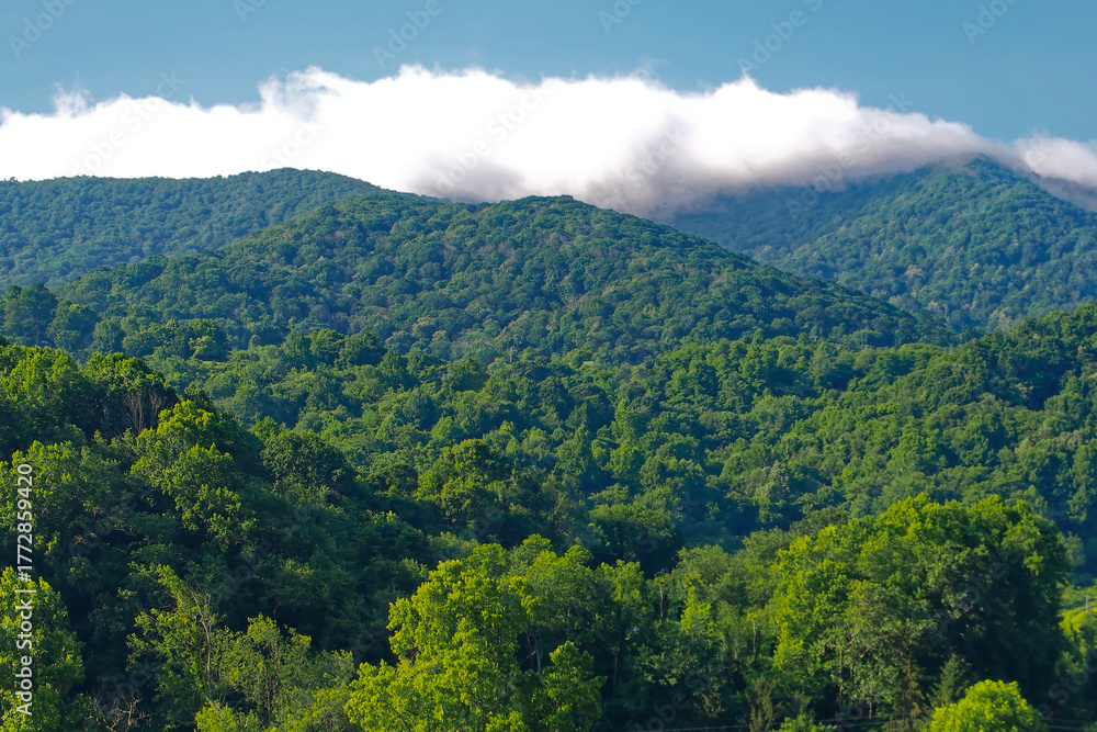 Fototapeta premium Vibrant, high-resolution view of dense, rolling green Appalachian mountains under a clear blue sky. Perfect for themes of nature, conservation, travel, wellness, and serene escape.