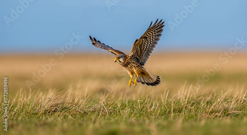 Northern harrier bird in flight over a grassy field during daylight against a clear sky