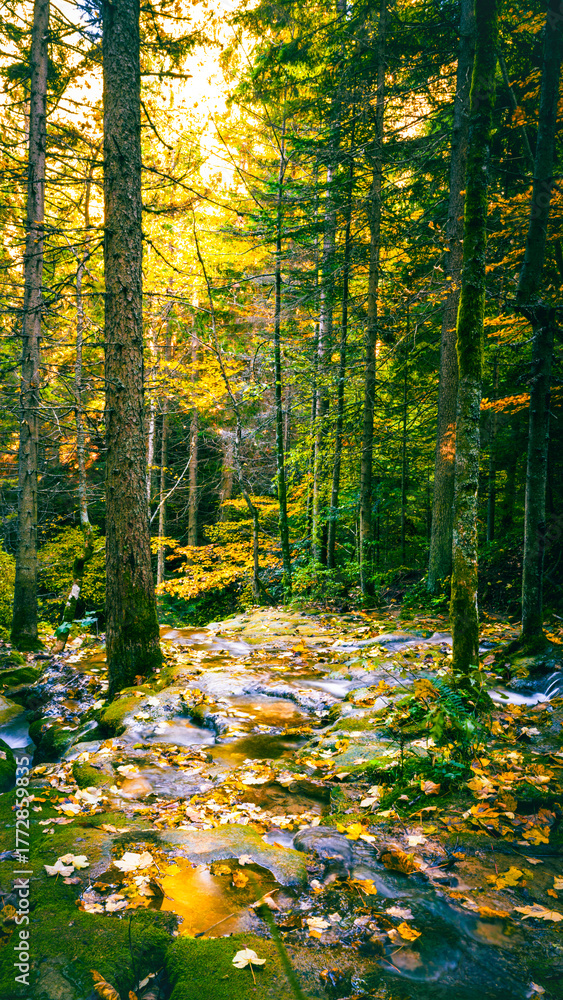 Obraz premium Autumn forest stream flowing under tall trees illuminated by golden sunlight creating calm and natural landscape atmosphere