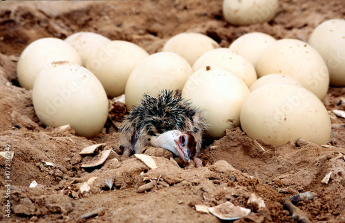 Ostrich eggs and chick