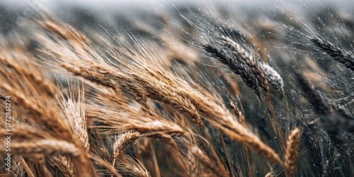 Wheat Fusarium Head Blight, Cereal Crop Disease Close-Up