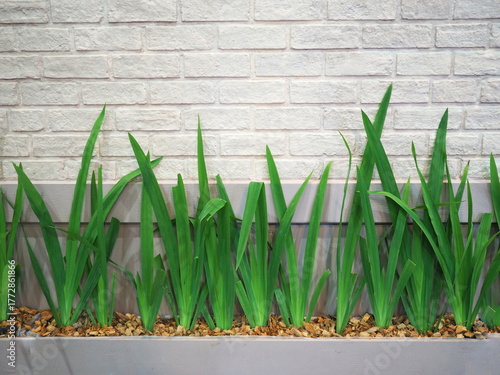 Photos Iris are planted in pots next to a white brick wall
