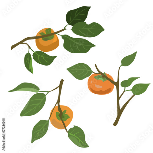 柿、枝と葉がついているイラスト