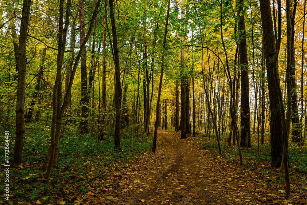 Fototapeta premium Forest path in autumn park covered with falling leaves. Beautiful woodland landscape during fall season for nature background.