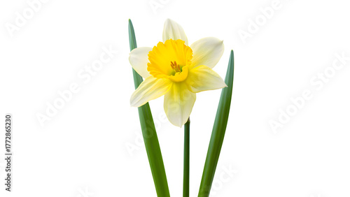 A single bright yellow daffodil in full bloom with prominent green leaves, meticulously isolated on a transparent background, ideal for various graphic design and artistic applications