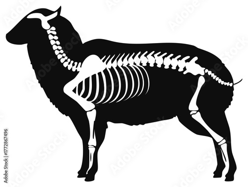 Sheep Silhouette with Visible Internal Skeleton and Bones