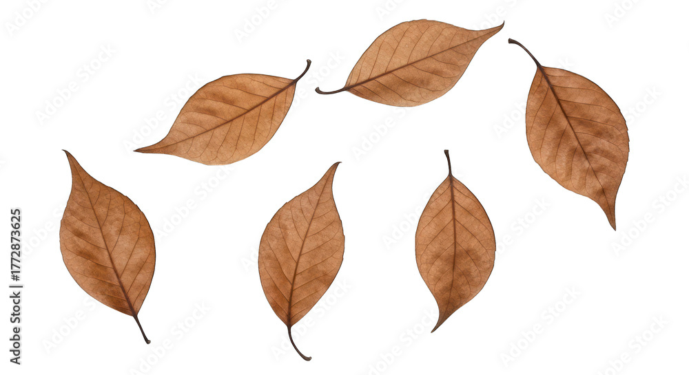 Obraz premium Fallen, dried leaves scattered on black. Isolated autumn foliage composition