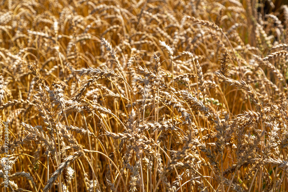 Fototapeta premium Gold wheat field and blue sky