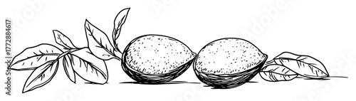 monochrome hand-drawn vector sketch of two mango fruits with leaves