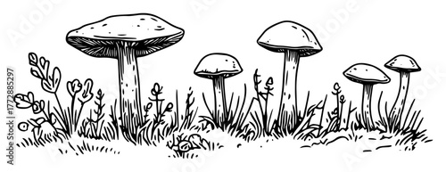 hand-drawn vector illustration of wild mushrooms in forest grass in outline style