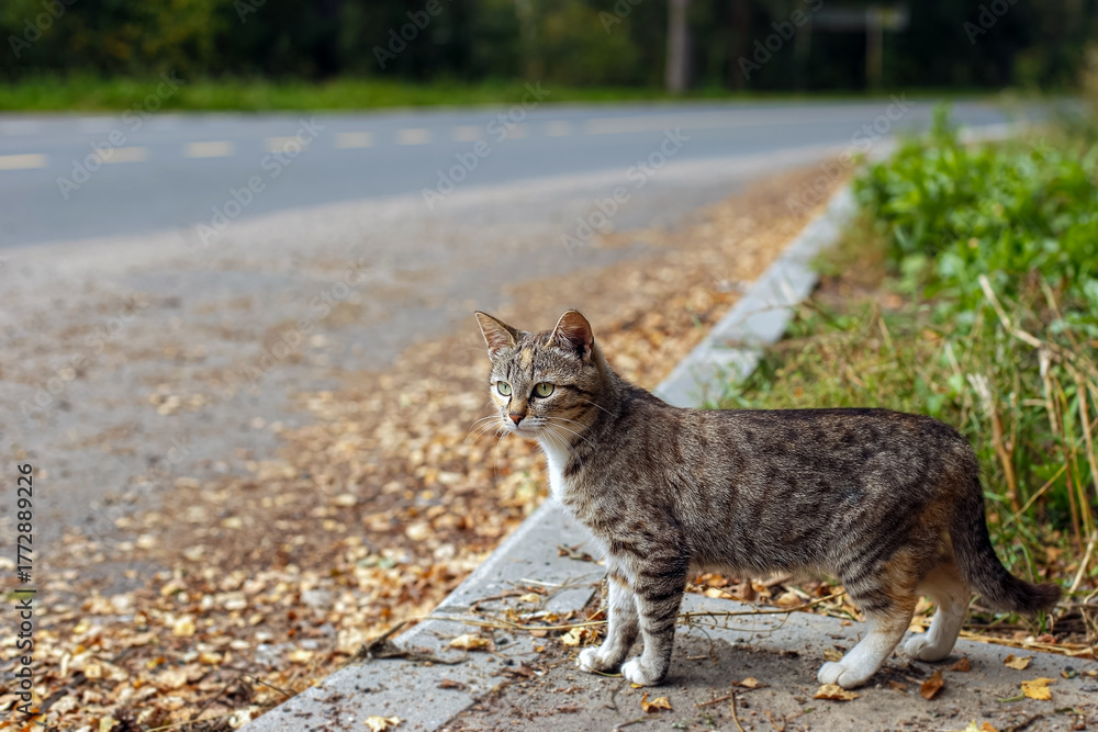 Obraz premium A surprised tabby cat in a city park.