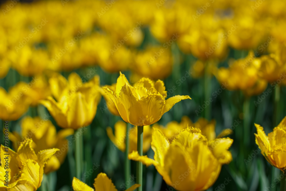 Obraz premium Bright yellow tulips in the spring garden.