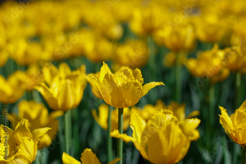 Bright yellow tulips in the spring garden.