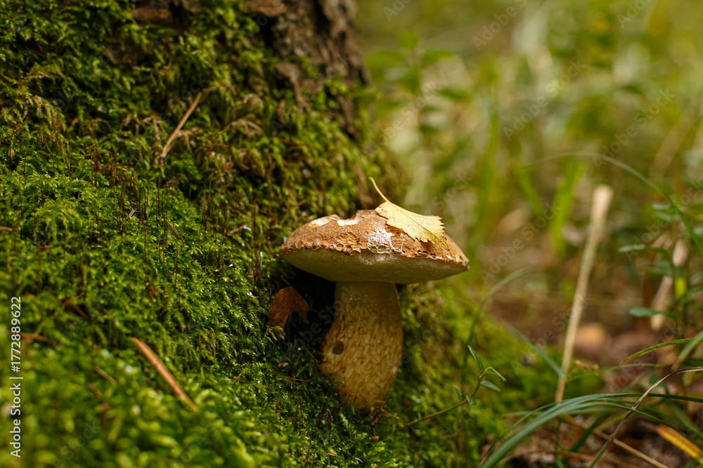 Fototapeta premium White mushroom. Nature. Photo of a white mushroom growing in the forest. Boletus edulis.