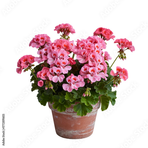 Wallpaper Mural Pink geraniums in terracotta pot Torontodigital.ca