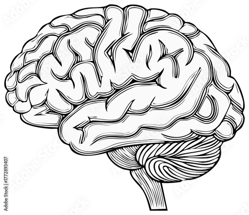 Detailed black and white line art illustration of a human brain representing intelligence memory and thought processes